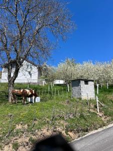 two horses standing in a field next to a tree at Rastoder Ponor in Petnjica