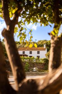 a house seen through the branches of a tree at Finca Santa Teresa, Casa Grande in Estepona