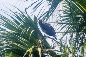 a bird perched on top of a palm tree at Cabaña Tejon - Casa Corazon Mazunte in Mazunte