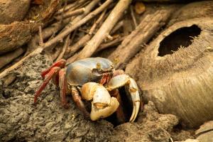 a large crab is sitting on a rock at Cabaña Tejon - Casa Corazon Mazunte in Mazunte