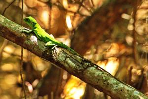 a green lizard sitting on a tree branch at Cabaña Tejon - Casa Corazon Mazunte in Mazunte