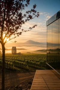 a view of a vineyard from a glass building at Glamping Domik Tokaj in Malá Tŕňa