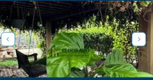 a large green leafy plant in a garden at Nosso lar hostel in Cuiabá