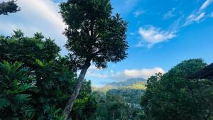 a tree in the middle of a group of trees at Mountain Lodge Ella in Bandarawela