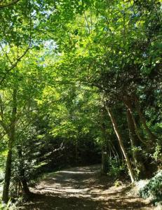 a dirt trail in a wooded area with trees at Le nid douillet in Aydat