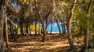 a forest of trees with the ocean in the background at Villa Playa del Sur A 250 metros de una magnifica playa Capacidad más de 16 AC 6 Suites Piscina XL in Torredembarra