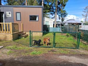 two dogs standing behind a fence in front of a house at Stellira - Vakantieverblijf in Zonhoven