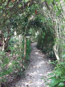 a path in a forest with a fence and trees at Centro Ecoturistico Ya´ajche in Lacanjá