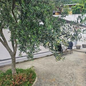 a tree in a yard next to a white wall at Apartman Stepanović 2 in Prijevor +2 photos