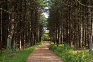 a dirt road with trees on both sides at 168 Secluded Acres Trails, Winery 5BR in Floyd