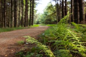 a dirt road in a forest with green plants at 168 Secluded Acres Trails, Winery 5BR in Floyd