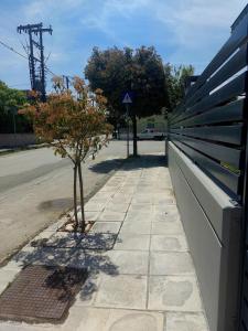 a small tree on a sidewalk next to a bench at Raphael Guesthouse in Tríkala