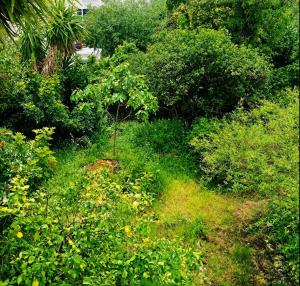a tree in the middle of a field of bushes at Chambre privée, proche Croisette in Cannes