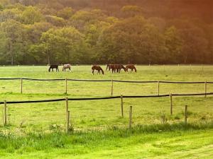 a group of horses grazing in a field at Wysteria, North Lodge in Rusper