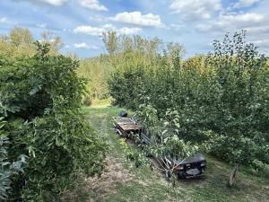 a picnic table in the middle of an apple orchard at Duna Liget in Dunaföldvár +2 photos