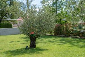 a bird house on a tree in a yard at Casa Presika- Wellness, Fiber Net & Peace in Labin