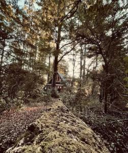 a house in the middle of a forest with a dirt road at Cabañas bosque sur in Curarrehue +3 photos