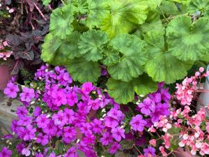 a bunch of purple flowers in a garden at Γιασεμί 5 in Fiskardo