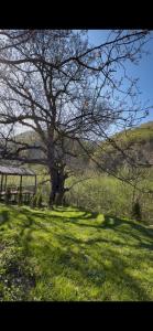 a tree in the middle of a field with a bench at Ismayil Shikhseyidov in Küsnǝt