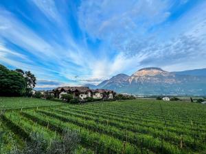 a vineyard with houses and mountains in the background at Haus Weinblick Apt 3 in Magrè allʼ Adige