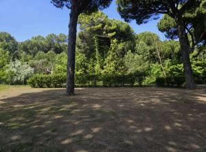 two trees in a large field with trees at Hotel Venus in Milano Marittima