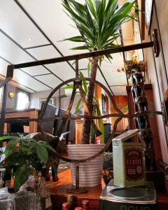 a plant in a basket on a table at Péniche - Eden in Samois-sur-Seine