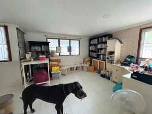 a black dog standing in a living room at Southeast Asia Activist House in Bangkok