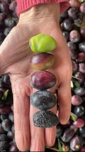 a person holding three fruit in their hand at El Cortijo Tinogasta in Tinogasta