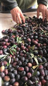 a person is standing next to a pile of black olives at El Cortijo Tinogasta in Tinogasta