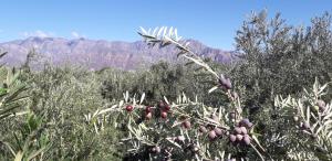 a bunch of fruit on a tree with mountains in the background at El Cortijo Tinogasta in Tinogasta
