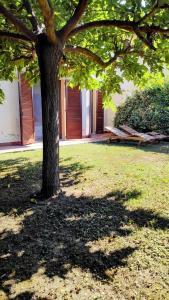 a tree in the middle of a grassy yard at Cherry House: Giardino Privato & Relax vicino Pisa in Ponsacco