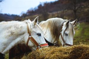 two white horses eating hay in a field at Eged Panzió Eger in Eger +4 photos