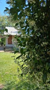 a tree with white flowers in front of a house at la riviere in Alta Gracia