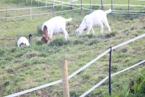 a group of animals eating grass in a field at Grove Stables in Kirk Leavington +3 photos