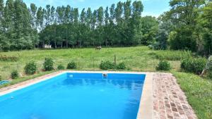 a blue swimming pool in a field with a horse in the background at Don Luis Bueno in Carmen de Areco