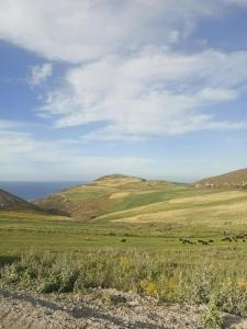 a group of horses grazing in a field with mountains at Maison ras angela in Bizerte