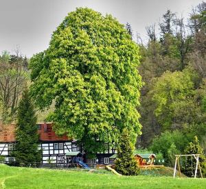 a large tree standing in front of a building at Gaststätte & Pension Lochbauer in Plauen