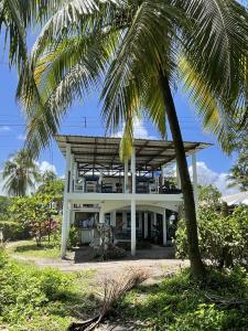 a house on the beach with a palm tree at Hotel Pura Natura Beachfront Tortuguero in Tortuguero