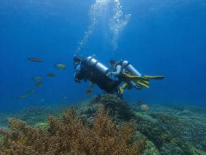 a person in the water with a camera on a reef at Gloria Dive Homestay in Keruo