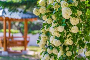 a bunch of white flowers on a tree at 초음정 Luxury Hanok Style Villa with Private Garden in Gyeongju in Gyeongju +32 photos