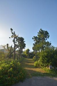 a dirt road with trees and bushes in a field at Stay Aeok Jeju in Seogwipo