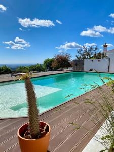 a cactus in a pot next to a swimming pool at Casa Gaïa in Borge