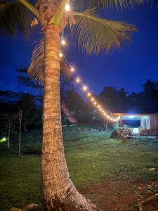 a palm tree with lights on it at night at Segar Farm and Campground in Biga-an