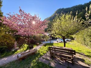 a park with two benches and a tree with pink flowers at Dolomites Soundscape - Birds River Snow Ski Bus Bike Hike in Alleghe