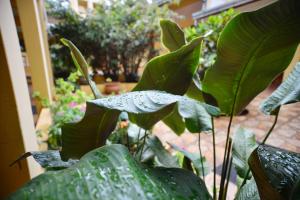 a plant with large green leaves in a garden at Hotel Lilian in Puerto Iguazú