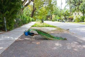 a peacock standing on the side of a road at Peacock Villa 2 by Dream Vacation in Fort Lauderdale