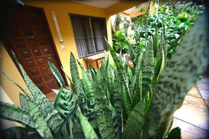 a large green plant in front of a building at Hotel Lilian in Puerto Iguazú