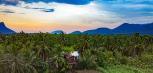 a house in the middle of a forest of palm trees at Fram tree house in Dambulla