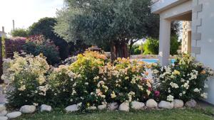 Zahrada ubytování Jaime Villa Cyprus