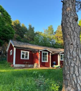 a red cabin in a field with a tree at Landskaptsutsikt in Stallarholmen